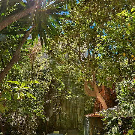 Le Windsor, Jungle Art Nice